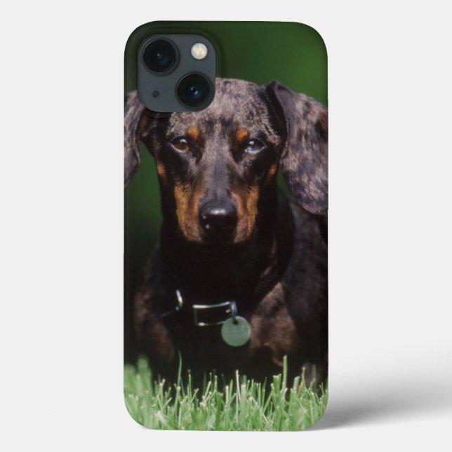 View of Dapple colored Dachshund Case-Mate iPhone Case (Back)