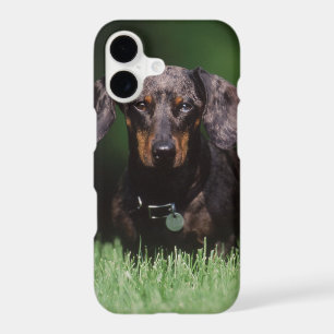 View of Dapple coloured Dachshund