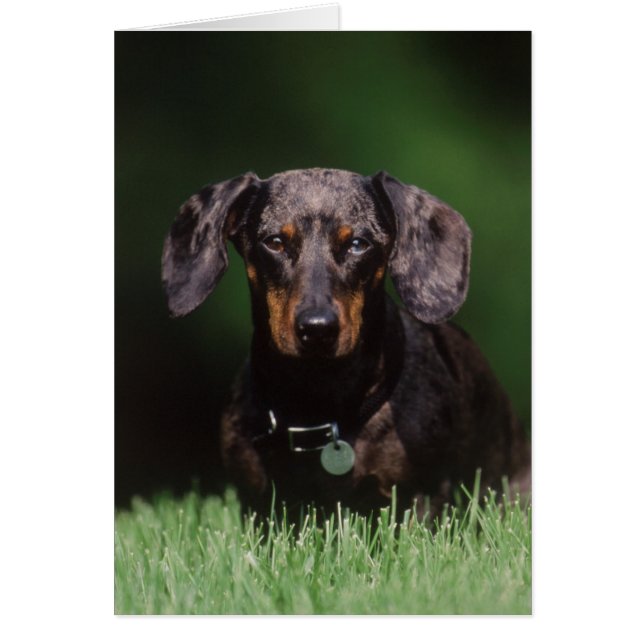 View of Dapple coloured Dachshund (Front)