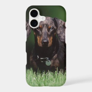 View of Dapple coloured Dachshund