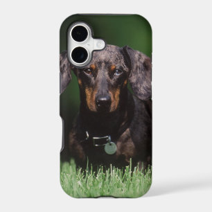 View of Dapple coloured Dachshund