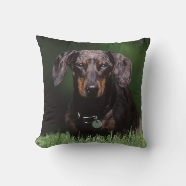 View of Dapple coloured Dachshund Cushion (Front)