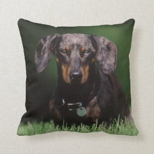 View of Dapple coloured Dachshund Cushion