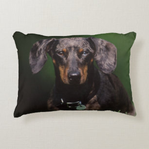 View of Dapple coloured Dachshund Decorative Cushion
