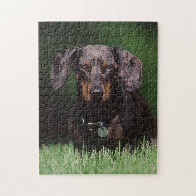 View of Dapple coloured Dachshund Jigsaw Puzzle (Vertical)
