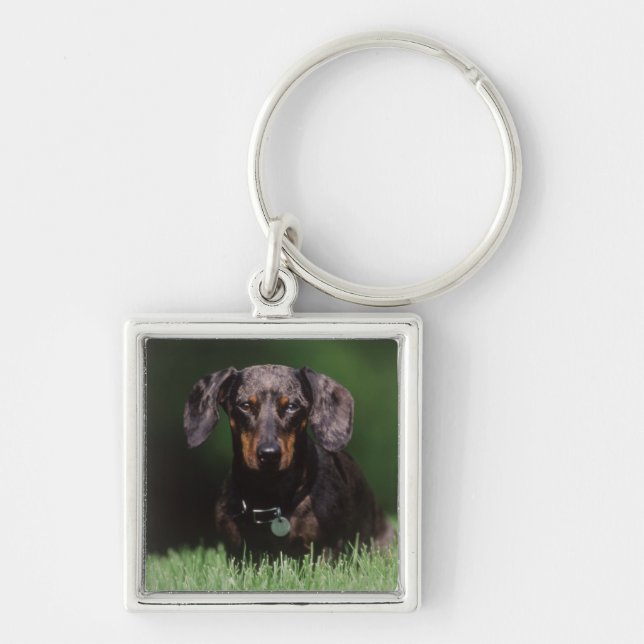 View of Dapple coloured Dachshund Key Ring (Front)