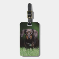 View of Dapple coloured Dachshund