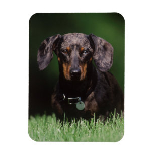 View of Dapple coloured Dachshund Magnet