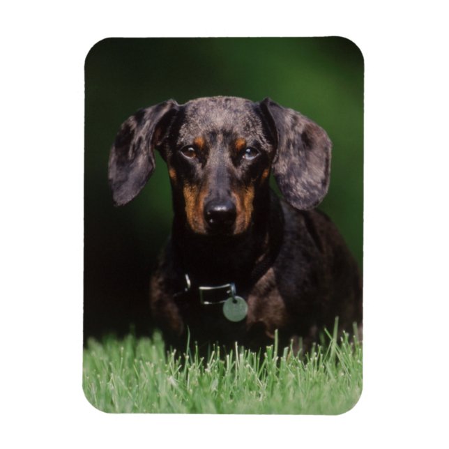View of Dapple coloured Dachshund Magnet (Vertical)