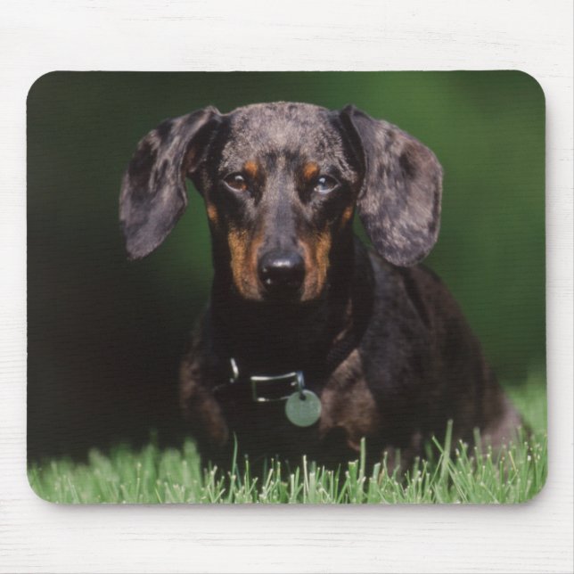 View of Dapple coloured Dachshund Mouse Mat (Front)