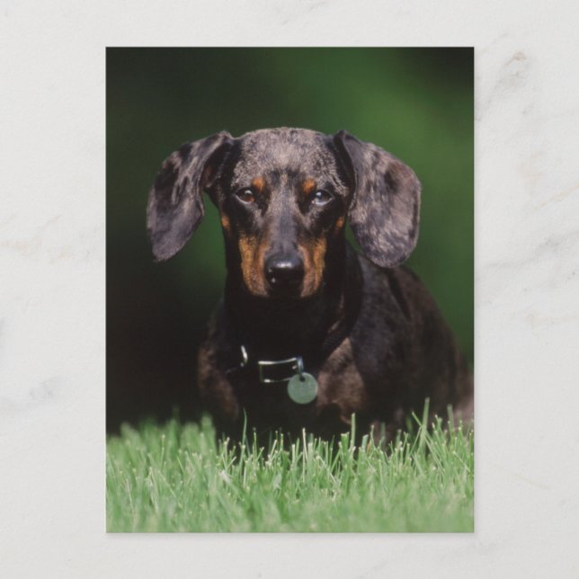 View of Dapple coloured Dachshund Postcard (Front)