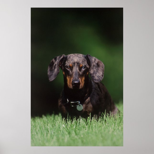 View of Dapple coloured Dachshund Poster (Front)
