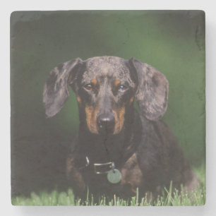 View of Dapple coloured Dachshund Stone Coaster