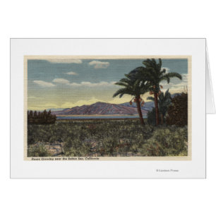 View of Dates Growing near the Salton Sea