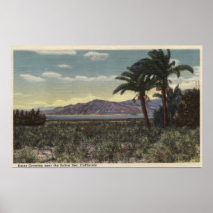 View of Dates Growing near the Salton Sea Poster