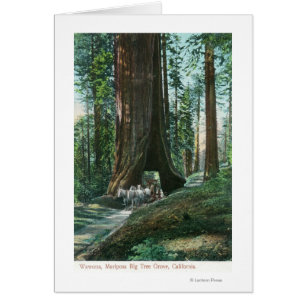View of Horse Carriage Under Wawona Tree