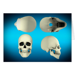 View Of Human Skull From Different Angles
