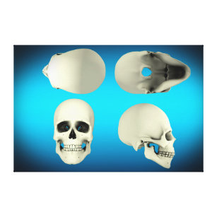 View Of Human Skull From Different Angles Canvas Print