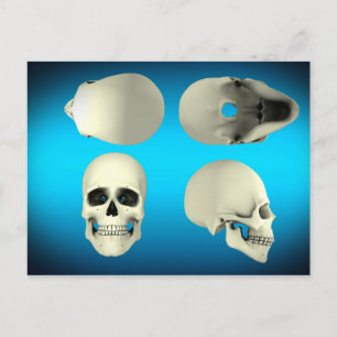 View Of Human Skull From Different Angles Postcard