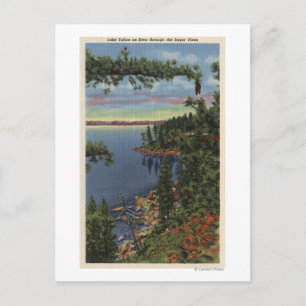 View of Lake through Sugar Pines Postcard