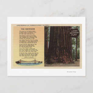 View of Lanes Redwood Flat Postcard