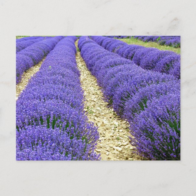 View of lavender fields in the Drôme provencale  Holiday Postcard (Front)