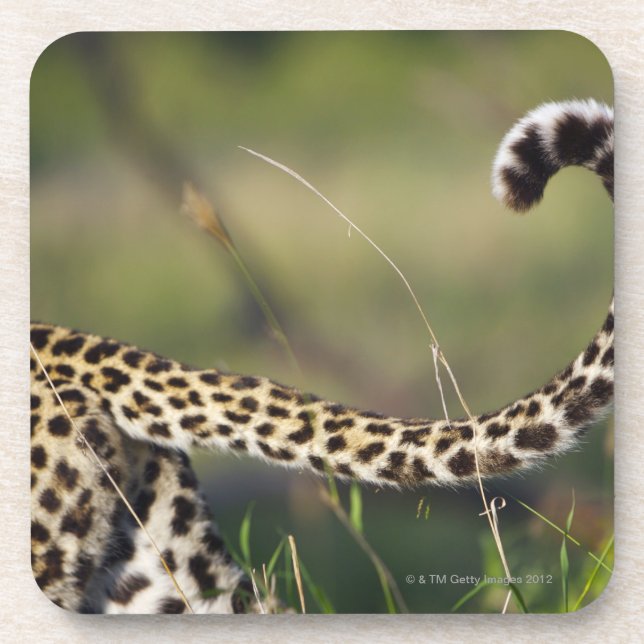 View of Leopards tail (Panthera pardus), Coaster (Front)