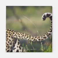View of Leopards tail (Panthera pardus),