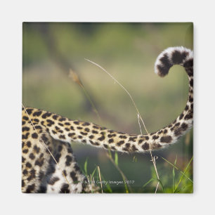 View of Leopards tail (Panthera pardus), Magnet