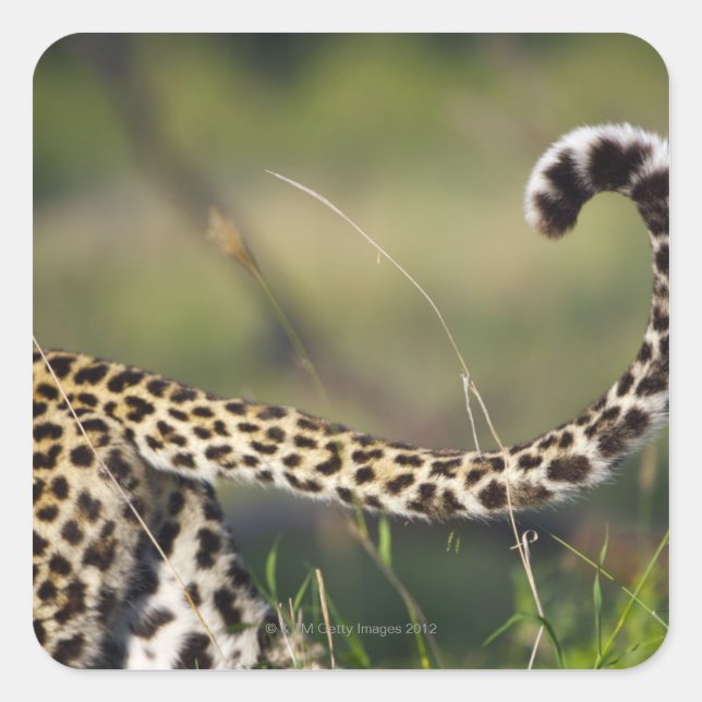 View of Leopards tail (Panthera pardus), Square Sticker (Front)