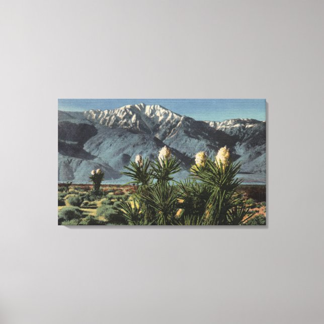 View of Mt. San Jacinto, Yucca Mohavensis Canvas Print (Front)