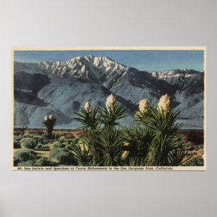 View of Mt. San Jacinto, Yucca Mohavensis Poster