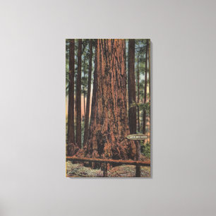 View of "Neck Breaker" at Big Trees Park Canvas Print