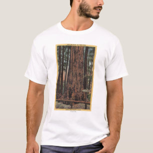 View of "Neck Breaker" at Big Trees Park T-Shirt