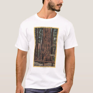View of "Neck Breaker" at Big Trees Park T-Shirt