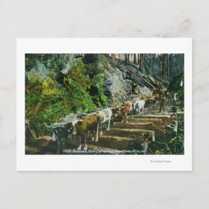 View of Ox-Teams Hauling Logs Postcard