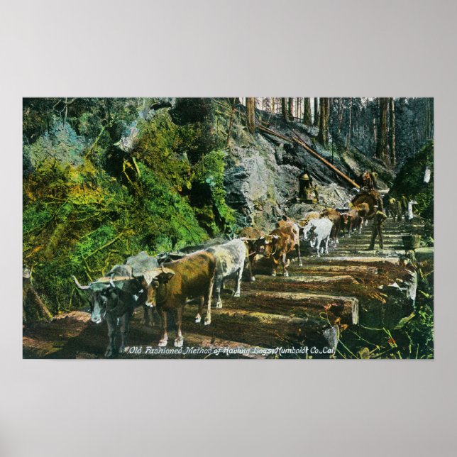 View of Ox-Teams Hauling Logs Poster (Front)