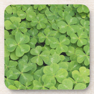 View of Oxalis Oregana wood Sorrel Foliage Coaster