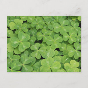 View of Oxalis Oregana wood Sorrel Foliage Postcard
