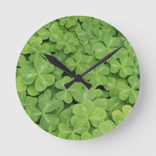 View of Oxalis Oregana wood Sorrel Foliage Round Clock