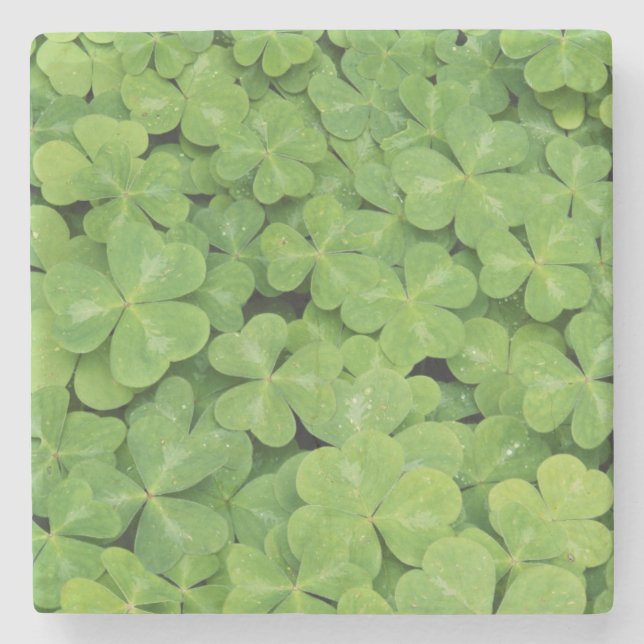 View of Oxalis Oregana wood Sorrel Foliage Stone Coaster (Front)