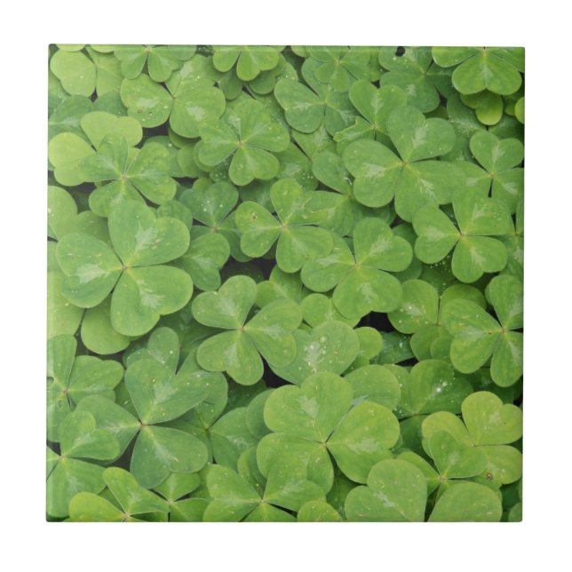 View of Oxalis Oregana wood Sorrel Foliage Tile (Front)