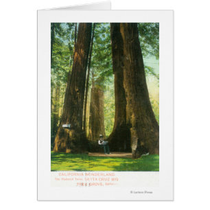 View of Redwood Twins at Big Tree Grove