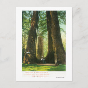 View of Redwood Twins at Big Tree Grove Postcard