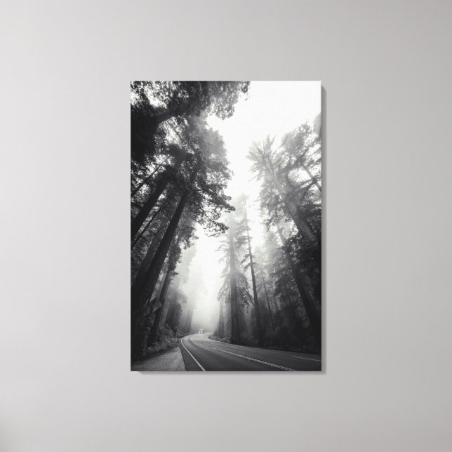 View Of Sequoia Trees In Forest Canvas Print (Front)