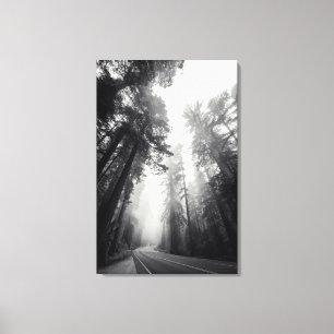 View Of Sequoia Trees In Forest Canvas Print
