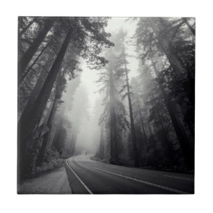View Of Sequoia Trees In Forest Tile