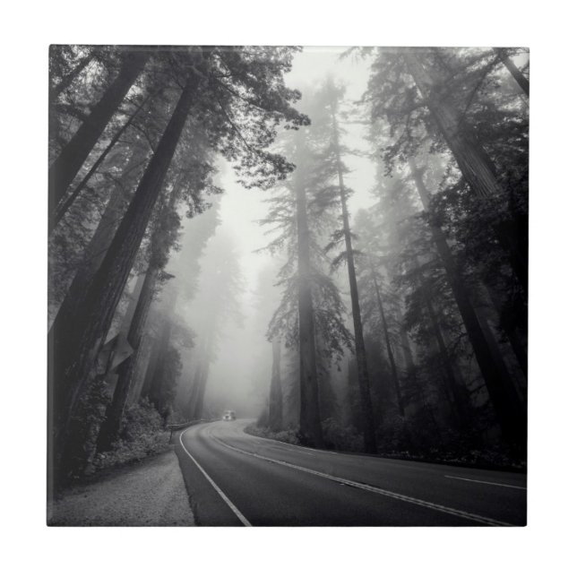 View Of Sequoia Trees In Forest Tile (Front)