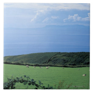 view of sheep grazing on lush hillside tile