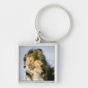 View of shetland sheepdog key ring